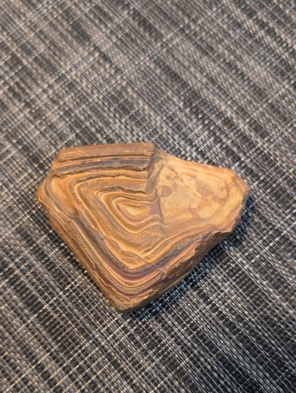 Stromatolite Fossil
